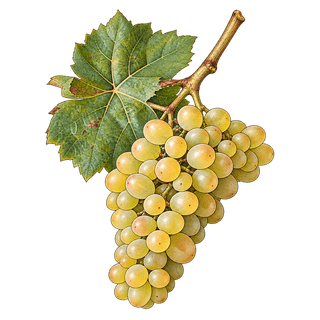 Peurion grape cluster