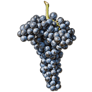Pignolo grape cluster