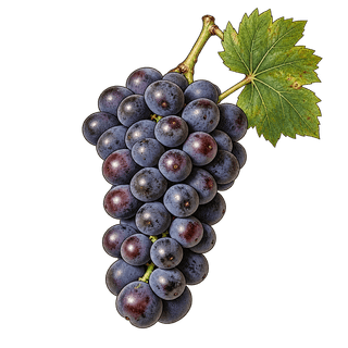 Pinot meunier grape cluster