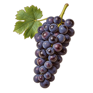 Pinot Noir Précoce grape cluster