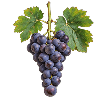 Pinotage grape cluster