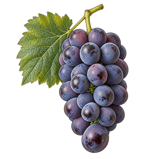 Pione grape cluster