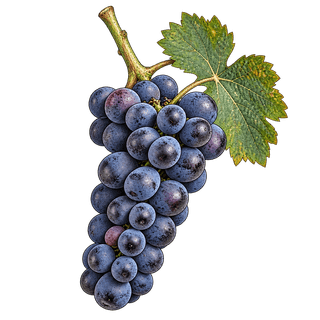 Plavac Mali grape cluster