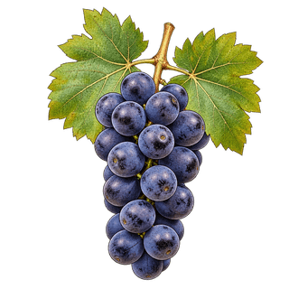 Prieto Picudo grape cluster