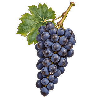 Raboso grape cluster