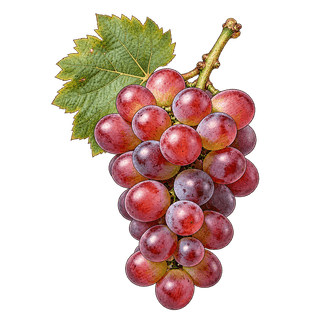 Red Globe grape cluster