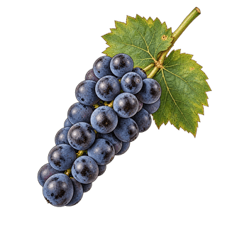 Refosco dal Peduncolo Rosso grape cluster