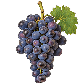Regent grape cluster