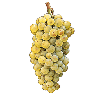 Robola grape cluster