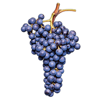 Rondinella grape cluster