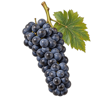 Rondo grape cluster