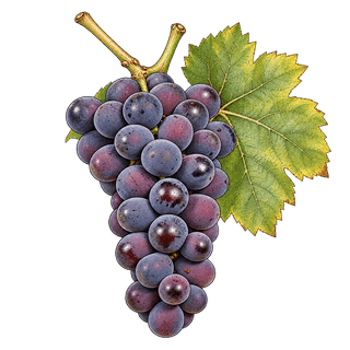Rotberger grape cluster