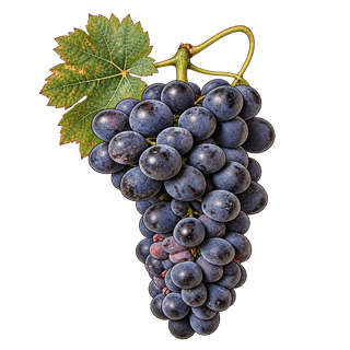 Rouge du Pays grape cluster