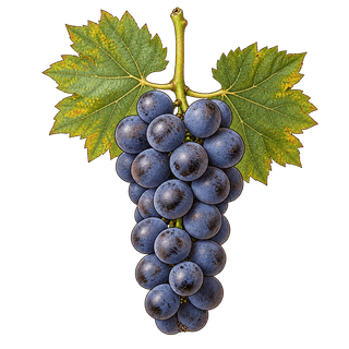 Ruché grape cluster
