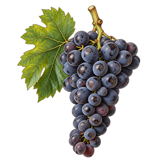 Sagrantino grape cluster