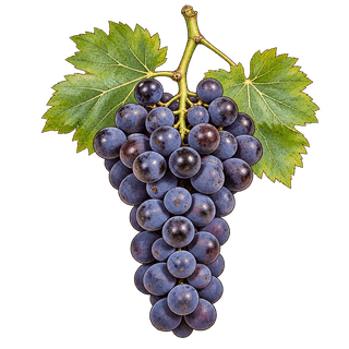 Sangiovese grape cluster