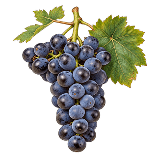 Saperavi grape cluster
