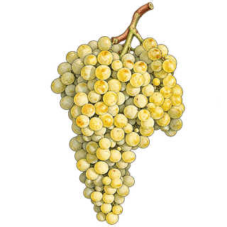 Savatiano grape cluster
