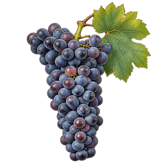 Sciascinoso grape cluster
