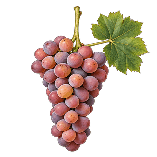 Souvignier gris grape cluster