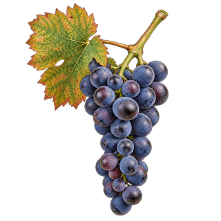 Sumoll grape cluster