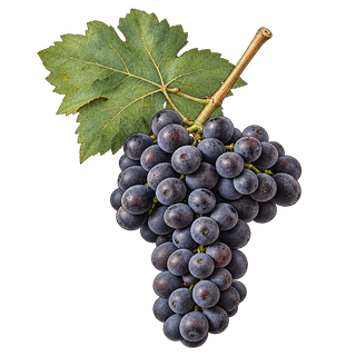 Syrah grape cluster