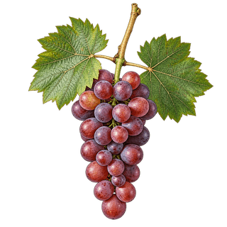 Tavkveri grape cluster