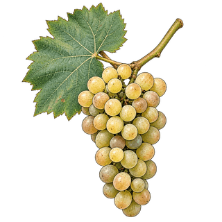 Tempranillo blanco grape cluster