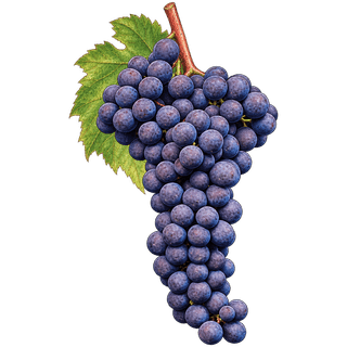 Teroldego grape cluster