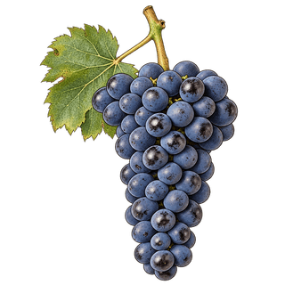 Thomcord grape cluster