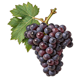 Tinta Amarela grape cluster