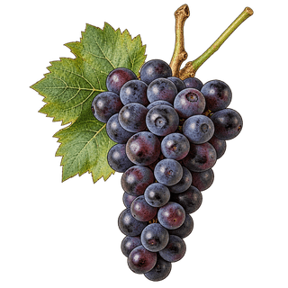 Tinta Cão grape cluster
