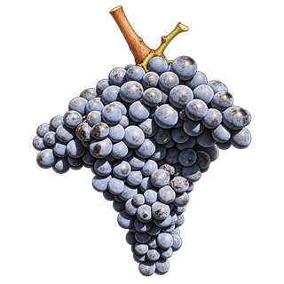 Tinta Francisca grape cluster