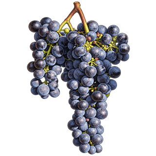 Tintilia grape cluster
