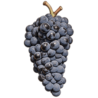 Touriga Francesa grape cluster