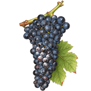 Touriga Nacional grape cluster