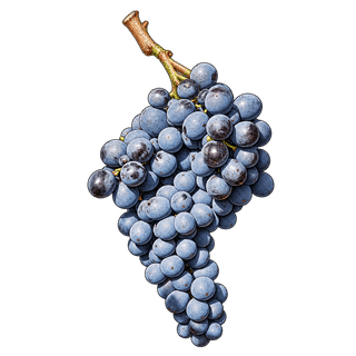 Trepat grape cluster