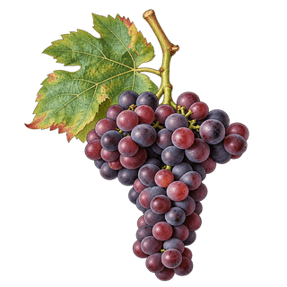 Tressot grape cluster