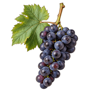 Triomphe d'Alsace grape cluster