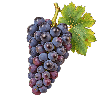 Trollinger grape cluster