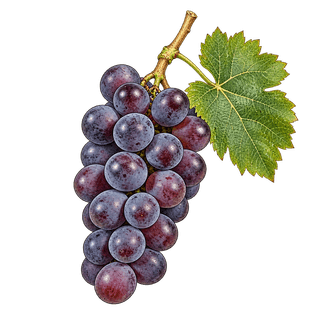 Trousseau gris grape cluster