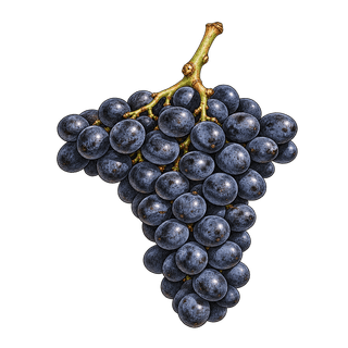 Usakhelauri grape cluster