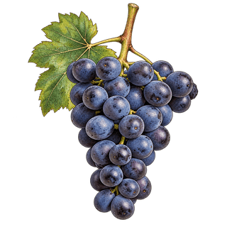 Uva di Troia grape cluster