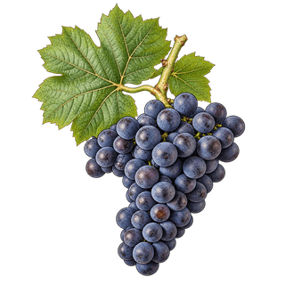 Valdiguié grape cluster