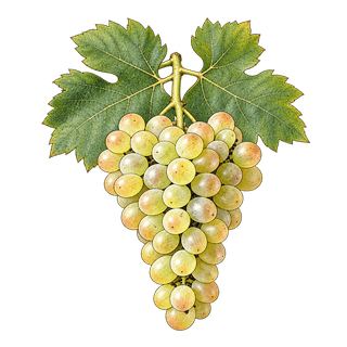 Verdesse grape cluster
