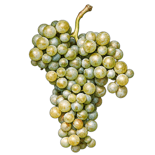 Verdiso grape cluster