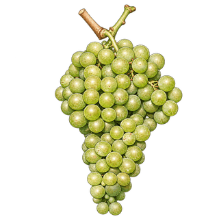 Verduzzo Trevigiano grape cluster