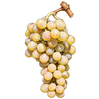 Viosinho grape cluster