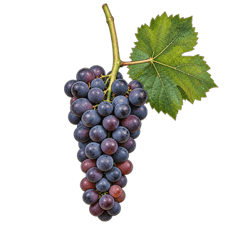 Vitis amurensis grape cluster