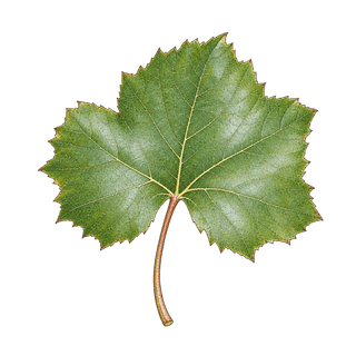 Vitis berlandieri grape cluster